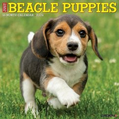 Just Beagle Puppies 2024 12 X 12 Wall Calendar - Willow Creek Press