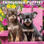Just Chihuahua Puppies 2024 12 X 12 Wall Calendar