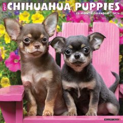 Just Chihuahua Puppies 2024 12 X 12 Wall Calendar - Willow Creek Press