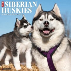 Just Siberian Huskies 2024 12 X 12 Wall Calendar - Willow Creek Press