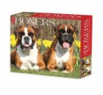 Boxers 2024 6.2 X 5.4 Box Calendar