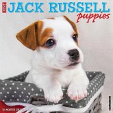 Just Jack Russell Puppies 2024 12 X 12 Wall Calendar