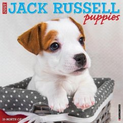 Just Jack Russell Puppies 2024 12 X 12 Wall Calendar - Willow Creek Press