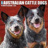 Just Australian Cattle Dogs 2024 12 X 12 Wall Calendar