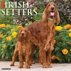 Just Irish Setters 2024 12 X 12 Wall Calendar