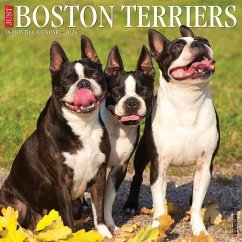 Just Boston Terriers 2024 12 X 12 Wall Calendar - Willow Creek Press