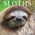 Sloths 2024 12 X 12 Wall Calendar