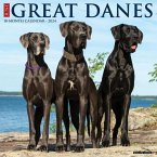 Just Great Danes 2024 12 X 12 Wall Calendar