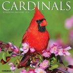Cardinals 2024 12 X 12 Wall Calendar