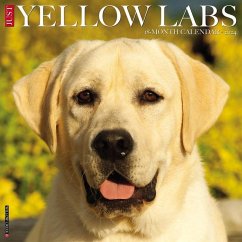 Just Yellow Labs 2024 12 X 12 Wall Calendar - Willow Creek Press