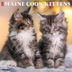 Just Maine Coon Kittens 2024 12 X 12 Wall Calendar