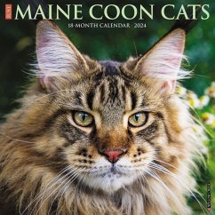 Just Maine Coon Cats 2024 12 X 12 Wall Calendar - Willow Creek Press