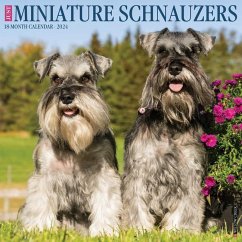 Just Miniature Schnauzers 2024 12 X 12 Wall Calendar - Willow Creek Press