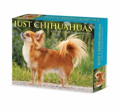 Chihuahuas 2024 6.2 X 5.4 Box Calendar - Willow Creek Press