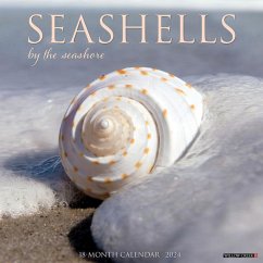 Seashells 2024 12 X 12 Wall Calendar - Willow Creek Press