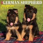 Just German Shepherd Puppies 2024 12 X 12 Wall Calendar