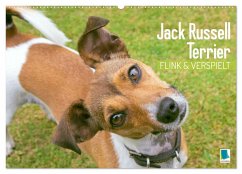 Jack Russell Terrier: flink und verspielt (Wandkalender 2024 DIN A2 quer), CALVENDO Monatskalender - Calvendo