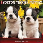 Just Boston Terrier Puppies 2024 12 X 12 Wall Calendar