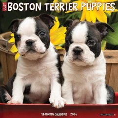 Just Boston Terrier Puppies 2024 12 X 12 Wall Calendar - Willow Creek Press