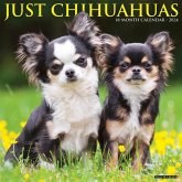 Just Chihuahuas 2024 12 X 12 Wall Calendar
