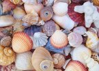 All the Shells 1000-Piece Jigsaw Puzzle
