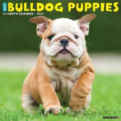 Just Bulldog Puppies 2024 12 X 12 Wall Calendar - Willow Creek Press