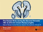 The Human Brain during the Second Trimester 190- to 210-mm Crown-Rump Lengths (eBook, ePUB)