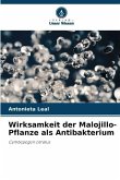 Wirksamkeit der Malojillo-Pflanze als Antibakterium