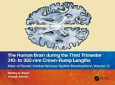 The Human Brain during the Third Trimester 310- to 350-mm Crown-Rump Lengths