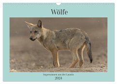 Wölfe, Impressionen aus der Lausitz (Wandkalender 2024 DIN A3 quer), CALVENDO Monatskalender - Heiber, Steffen
