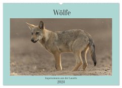 Wölfe, Impressionen aus der Lausitz (Wandkalender 2024 DIN A2 quer), CALVENDO Monatskalender