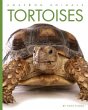 Tortoises - Bild 1
