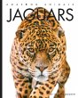 Jaguars - Bild 1