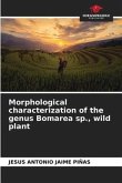 Morphological characterization of the genus Bomarea sp., wild plant