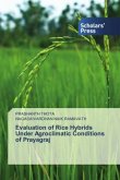 Evaluation of Rice Hybrids Under Agroclimatic Conditions of Prayagraj