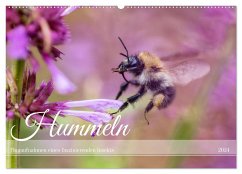 Hummeln - Flugaufnahmen eines faszinierenden Insekts (Wandkalender 2024 DIN A2 quer), CALVENDO Monatskalender