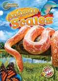Animal Scales Animal Scales
