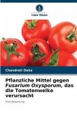 Pflanzliche Mittel gegen Fusarium Oxysporum, das die Tomatenwelke verursacht