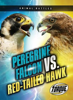 Peregrine Falcon vs. Red-Tailed Hawk - Sommer, Nathan