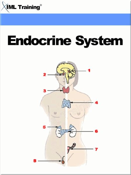 Endocrine System (Human Body) (eBook, ePUB) Endocrine System (Human Body) (eBook, ePUB)