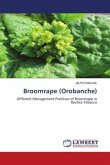 Broomrape (Orobanche)