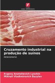 Cruzamento industrial na produção de suínos