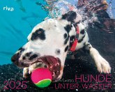 Hunde unter Wasser 2025