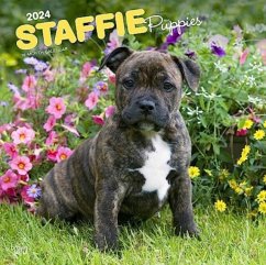 STAFFORDSHIRE BULL TERRIER PUPPIES 2024