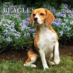 BEAGLES THE BEAUTY OF 2024 SQUARE STKR S