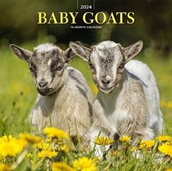 BABY GOATS 2024 SQUARE STKR STARGIFTS