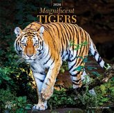 MAGNIFICENT TIGERS 2024 SQUARE STKR STAR MAGNIFICENT TIGERS 2024 SQUARE STKR STAR