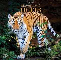 MAGNIFICENT TIGERS 2024 SQUARE STKR STAR