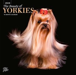 YORKSHIRE TERRIERS THE BEAUTY OF 2024 SQ