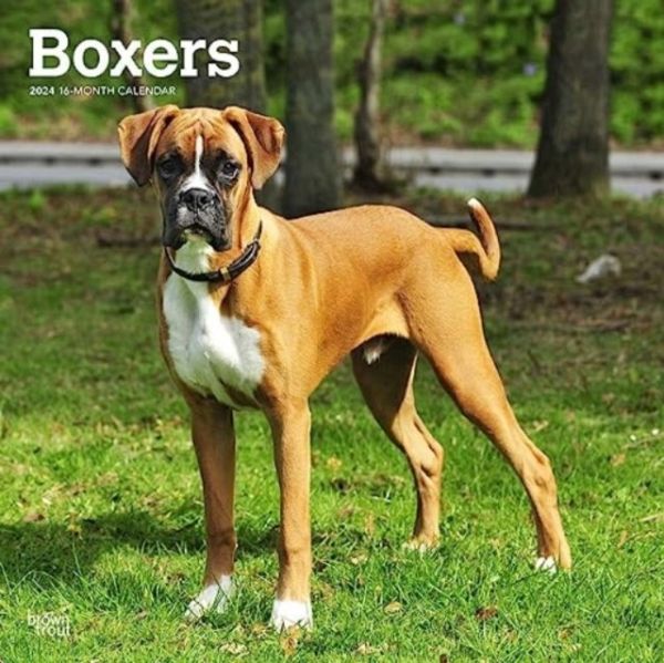 BOXERS INTERNATIONAL EDITION 2024 SQUARE